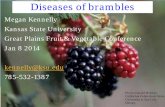 Diseases of blueberries and brambles...Diseases of brambles Megan Kennelly Kansas State University . Great Plains Fruit & Vegetable Conference . Jan 8 2014 . kennelly@ksu.edu. 785-532-1387