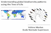 Understanding global biodiversity patterns using the Tree ...€¦ · Hélène Morlon. Ecole Normale Supérieure. Understanding global biodiversity patterns using the Tree of Life