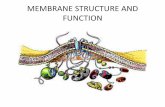 MEMBRANE STRUCTURE AND FUNCTIONadamsbio.weebly.com/.../76752321/membrane_structure... · •2.4.3 The membrane is a fluid mosaic of phospholipids and proteins –A membrane is a mosaic
