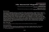 CHAPTER 4 The Bacterial Flagellar Motor - entsphere.comentsphere.com/pub/pdf/Chapter 4 - The Bacterial Flagellar Motor.pdf · The Bacterial Flagellar Motor Yoshiyuki Sowa Clarendon