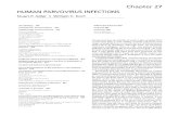 HUMAN PARVOVIRUS INFECTIONS - hixonparvo.info parvovirus infections.pdf · members, B19 and a simian parvovirus (SPV) that has a similar genomic organization as B19 and has a simiiar