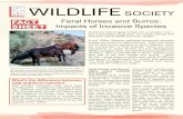 Feral Horses and Burros: Impacts of Invasive Specieswildlife.org/wp-content/uploads/2014/05/Feral-Horse-and-Burro.pdf · Feral horses and burros at the Sheldon National Wildlife Ref-uge,