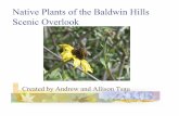 Native Plants of the Baldwin Hills Scenic Overlook€¦ · The Coastal Sage Scrub Community The plant community stretches from Baja California to Southern Oregon. However, the explosive