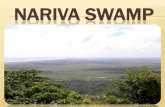 NARIVA SWAMP LOCATION - CBDThe Bush Bush Wildlife Sanctuary was declared on the 16th July 1968. It comprises of 1,600 hectares. The Bush Bush Wildlife Sanctuary was declared a prohibited
