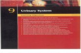 au.edu.syau.edu.sy/.../medicine/2-2/medical-terminology-2-3-4.pdf · 2020-03-18 · Urinary System at a Glance Function The urinary system is responsible for maintaining a stable