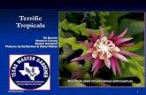 Ed Barrios Brazoria County Master Gardener Pictures by Ed ... · What are Tropicals? Tropicals are plants that are growing in the Tropics and Sub-Tropics The Tropics are the land