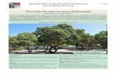 Tournefort entea (tree heliotrope)raskisimani.files.wordpress.com/2013/01/tournefortia-tree-heliotrope.pdfNative range Tree heliotrope is an Indo-Pacificstrand plant of sandy or rocky