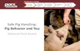 Safe Pig Handling - secura.netPig Behavior and You Given enough time, the pig will recognize if the threat really exists • If there is no threat → the pig will calmly move along