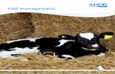 Calf management - Farm Antibiotics...and keep mortality to a minimum, the following must be considered: • Making the most of colostrum - The three Qs of colostrum management (Quality,