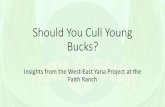 Should You Cull Young Bucks? · 2/28/2018  · 1. IF you have high fawn survival as a result of a feeding program, I would recommend that you shoot spikes. • At $200 per deer per