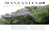 Ceanothus Diversity in California · diversity of form and ecology. Ceanothus contains 53 species of evergreen or deciduous shrubs and small trees, all restricted to North America.