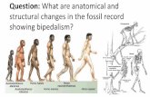 Evidence of bipedalism in the fossil record · Australopithecus afarensis Funnel—shaped thorax Long short hind limb 17.5 The of A Pan Note features A clim bing Homo habilis Homo