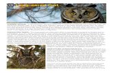 Long-eared Owl - Pennsylvania Game Commission · 2016-02-18 · CURRENT STATUS: In Pennsylvania, the long-eared owl is listed as threatened and protected under the Game and Wildlife