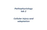 Pathophysiology lab 2 Cellular injury and adaptation...Cell injury Occur in two situations: i. The limits of adaptive response are exceeded. ii. When there is no enough time for adaptive