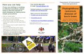 Phytophthora Forestry.gov.uk/biosecurity ramorum Other ...€¦ · ensure all trees in an infected area are felled. Larch trees cover 500 hectares in the Isle of Man and account for