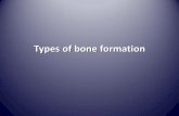 Types of bone formation - Minia...hypertrophy, secrete an extra-cellular matrix and eventually degenerate as the matrix begins to mineralize and then is rapidly replaced by bone. Intramembranous
