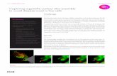 Capturing organelle contact sites assembly to unveil ... · The fluidity of the ER-mitochondria interaction was visualized and assessed through dynamic changes in the contact-associated
