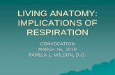 LIVING ANATOMY: IMPLICATIONS OF RESPIRATIONfiles.academyofosteopathy.org/.../Wilson_LivingAnatomy.pdfI believe you are taught anatomy in our school more thoroughly than any other school