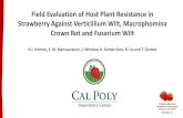 Field Evaluation of Host Plant Resistance in …...Field Evaluation of Host Plant Resistance in Strawberry Against Verticillium Wilt, Macrophomina Crown Rot and Fusarium Wilt G.J.