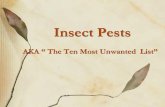 Insect PestsWhite Flies • Tiny insects ( 1/16 inch) related to aphids and scales. • Indoor and outdoor pest, serious greenhouse pest • Wide range of host plants • They feed