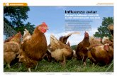 Influenza aviar - UC Agriculture & Natural Resources · influenza aviar, usualmente identifican el tipo de virus. Por ejemplo, pueden estar hablando de la cepa H5N8 de la influenza