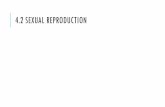 4.2 Sexual Reproduction - Ms. Ho-Lau's Classroommsholau.weebly.com/uploads/1/2/8/7/12873058/02_ppt_4_2.pdf · 2018-09-07 · SEXUAL REPRODUCTION requires 2 parents produces genetically