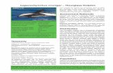 Lagenorhynchus cruciger Hourglass Dolphin · Recommended citation: Plön S, Relton C, Cockroft V. 2016. A conservation assessment of Lagenorhynchus cruciger. In Child MF, Roxburgh