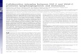 Collaborative interplay between FGF-2 and VEGF-C promotes ... · speciﬁc neutralizing antibody markedly inhibited FGF-2–induced lymphangiogenesis. Thus, the VEGFR-3–induced