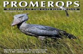 Promerops: Magazine of the Cape Bird Club · (See page 14.) Another feature in this issue is the report by Gillian Barnes, Mel Tripp, and Frank Hallett on the Cape Bird Club’s 2017
