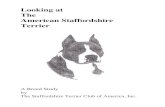 Looking at The American Staffordshire Terrier€¦ · registered American Pit Bull Terriers to compete in AKC shows as American Staffordshire Terriers. Some exceptional dogs were
