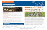 COYOTE - EDISCoyote predation on livestock causes conflict in Florida. Coyotes have been known to injure or kill sheep, goats, calves, poultry, and hogs, and they also eat agricultural