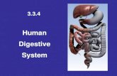 Human Digestive System - Rocoscience · 2013-01-03 · Human Digestive System . Need to know The functions of the main parts of the alimentary canal and the associated glands Function
