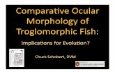 Comparave Ocular Morphology of Troglomorphic Fish€¦ · • Ocular Anatomy (also, Hot Oﬀ the Press!) • Mexican blind cave ﬁsh: Astyanax mexicanus • Travelogue: Habitat •