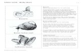 Critter Cards - Rocky Shore 1 - 4smstemlab.weebly.com/uploads/1/3/1/3/131309299/aquarium... · 2020-05-15 · Critter Cards - Rocky Shore 1 - 4 Barnacle . Balanus glandula [size: