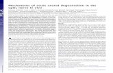 Mechanisms of acute axonal degeneration in the optic nerve ... · Mechanisms of acute axonal degeneration in the optic nerve in vivo Johanna Knöferlea,1, Jan C. Kocha,1, Thomas Ostendorfa,