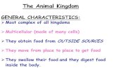 The Animal Kingdom · 9 Phyla of the Animal kingdom 1)Porifera 6) Mollusca 2)Cnidaria 7) Echinoderm 3)Platyhelminthes 8) Arthropoda 4)Nematoda 9) Chordata 5) Annelida
