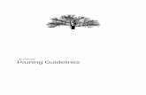 Pruning Guidelines€¦ · Pruning for health involves removing diseased or insect-infested wood, thinning the crown to increase airflow and reduce some pest problems, and removing