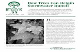 How Trees Can Retain Stormwater Runoff · 2011-03-08 · TREE CITY USA BULLETIN No. 55 • Arbor Day Foundation • 3 Trees help reduce stormwater runoff in several ways. One is to