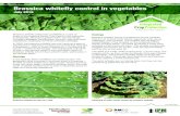Brassica whitefly control in vegetables · Brassica whitefly control in vegetables July 2016 Brassica whitefly (Aleyrodes proletella) is a pest of crops in the brassica family. This