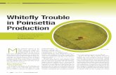 Whitefly Trouble in Poinsettia Production...whitefly population, so it is not very likely that these products will help to control whitefly going forward during rooting and production