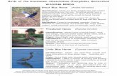 Birds of the Kissimmee-Okeechobee-Everglades Watershed ... · WADING BIRDS Information used in the text of this guide were obtained from Florida’s Birds, by Kale and Maehr. Photos