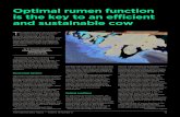 Optimal rumen function is the key to an efficient and ...Optimal rumen function is the key to an efficient and sustainable cow T he primary functions of the rumen are to break down