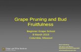 Grape Pruning and Bud Fruitfulness · 2019-05-20 · Grape Pruning and Bud Fruitfulness Beginner Grape School 8 March 2019. Columbia, Missouri. ... Grape Anatomy Trunk Head. Cordon.
