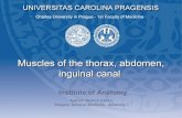 Institute of Anatomy · Muscles of the thorax, abdomen, inguinal canal Institute of Anatomy. Muscles of the chest ... Vessels and nerves of abdominal wall. Abdominal fascias ... anterior