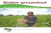 Better groundnut - ASHCafricasoilhealth.cabi.org/wpcms/wp-content/uploads/2014/12/293-N2... · • Good types of phosphorus fertilizer are SSP and Compound L. Compound L has high