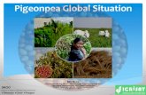 Pigeonpea Global Situation - ICRISAToar.icrisat.org/8808/1/Pigeonpea Global Situation.pdf · 2015-06-22 · Pigeonpea Global Situation MG Mula Presented during the 1st International