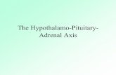 The Hypothalamo-Pituitary- Adrenal Axismcb.berkeley.edu/courses/mcb135k/lecture31-Hypoth... · TARGET ACTIONS Blood Vessel vasoconstriction vasodilatation excitation ... •Dynamic