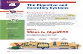 digestive system saliva small intestine liver pancreas excretion excretory system colon kidneys The
