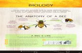 NHB170004 EducationalMaterials Biology 22x34...Honey bees are specially built to make delicious honey. Each part of the bee plays an important role in helping the honey bee collect