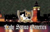 Lady Sativa Genetics Seeds · Lady Sativa Genetics Seeds Lady Sativa Genetics is a Collective of growers from the U.K/Europe that are now based in Amsterdam Netherlands. L.S.G has